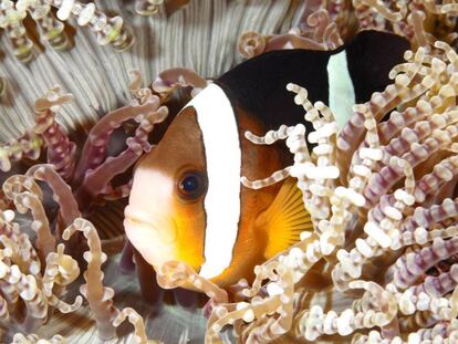 Un pez payaso de la especie 'Amphiprion chrysopterus'.