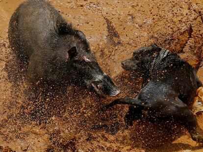 Perros luchan contra jabalíes salvajes en espectáculos de Indonesia