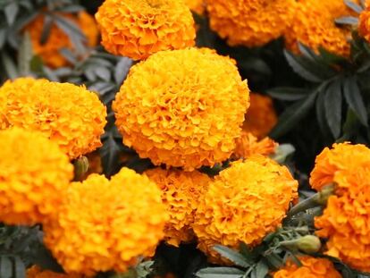 Flores de cempasúchil en Ciudad de México.