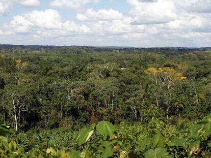 Oro y bosques, incompatibles en la Amazonía peruana