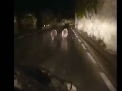Dos osos huyendo de un coche por la carretera La Lastra-Tudanca. / Vídeo de denuncia.