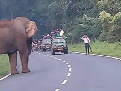 Segundos antes de que un elefante ataque a un hombre en India.