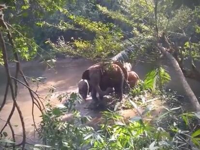 Uno de los miembros del grupo levanta su trompa hacia los rescatadores en señal de agradecimiento por ayudar a la cría.