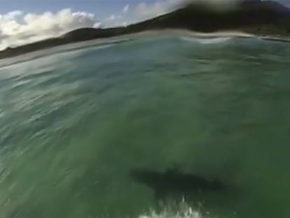 Surfeando entre tiburones