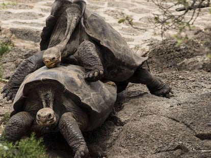 La tortuga gigante (Chelonoidis nigra) se expone a una caída de espaldas cuando copula.