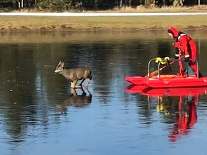 Así se rescata a un ciervo de un lago helado