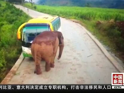 Un elefante ataca un autobús, en China.