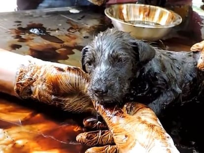 El angustioso rescate de tres cachorros en un charco de alquitrán en India
