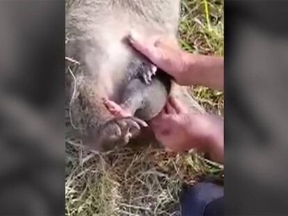 El rescate de una cría de wombat del interior de la bolsa marsupial de su madre muerta