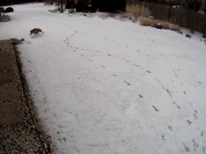 Momento en el que el coyote ataca al perro