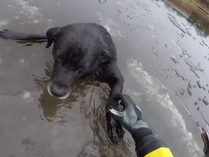 Una miembro de la RSPCA entra en el agua helada y alcanza al perro.