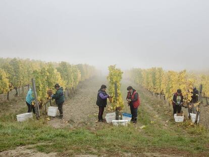 La cosecha de la familia en Tolcsva (Hungría), donde se produce el Tokaj-Oremus.