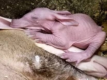 Ali, la cría de cerdo hormiguero nacida en el zoológico de Cincinnati.