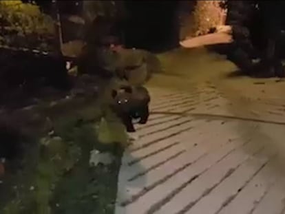 El osezno, grabado por un vecino.