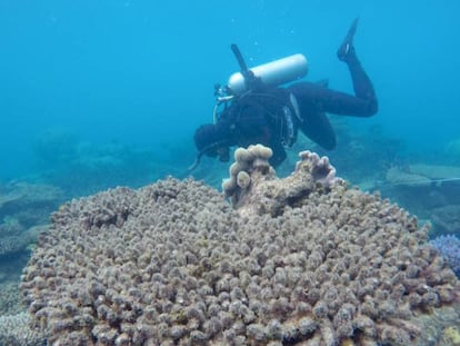 Un investigador examina los corales blanqueados.