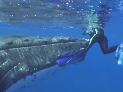 La ballena intenta proteger a la bióloga marina Nan Hauser.