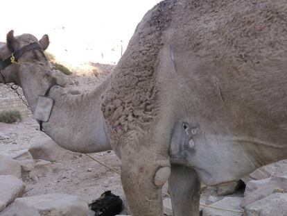 Un camello lastimado en la ciudad de Petra, en Jordania.