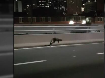 El pequeño canguro perdido que acabó en el centro de Sídney.