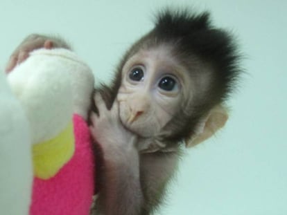 'Zhong Zhong' uno de los clones de macaco creados por los científicos chinos.