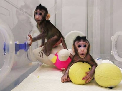 Los dos macacos clonados por científicos chinos.
