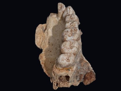 El maxilar izquierdo aparecido en Misliya revoluciona la evolución humana.