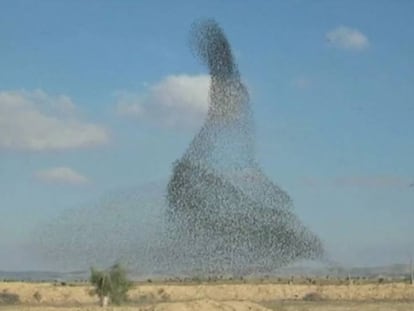 La bandada de pájaros en Israel.