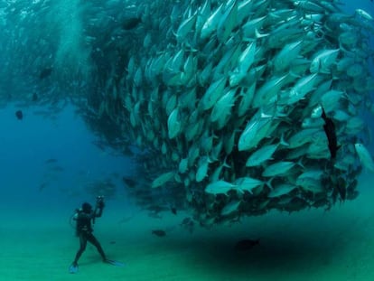 Miles de peces, durante la fase de 'cortejo' previo a la reproducción. La imagen está tomada en los arrefices del Parque Nacional de Cabo Pulmo.