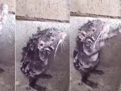 Tres fotogramas del vídeo que muestra supuestamente a una rata tomando un baño.