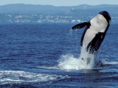 Una orca, en una imagen de archivo.