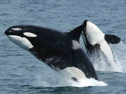 La ballena asesina ‘que habla’ muestra que las orcas pueden aprender a imitar el lenguaje humano