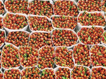 Tulipanes recién subastados en el mercado de Aalsmeer, subidos a un carrito para su distribución.