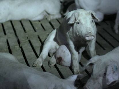 En vídeo, 'El secreto de El Pozo', la campaña de recogida de firmas de Igualdad Animal.