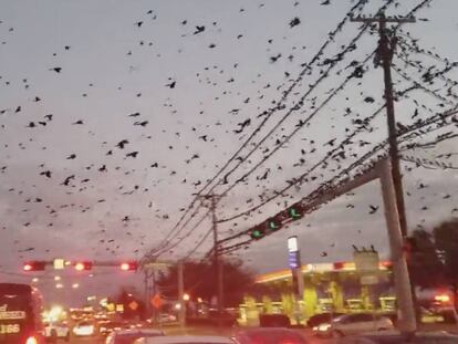 Cientos de aves descienden en una carretera de Houston, Texas.