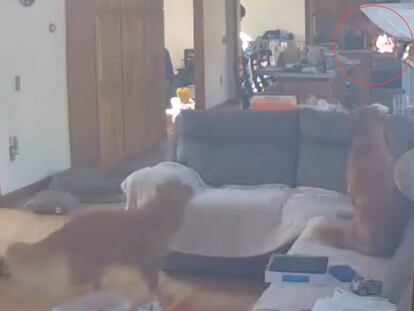 Dos perros observan el incendio en una cocina de gas en Massachusetts.