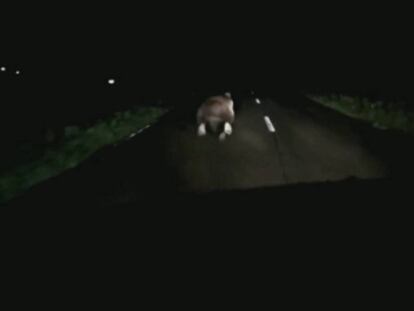 Un vecino de Asturias persigue y graba a un oso en la carretera.
