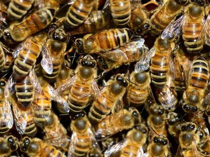 Enjambre de abejas melíferas.