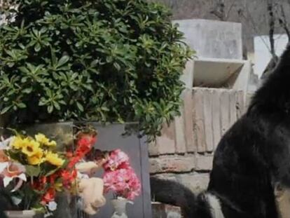 El perro 'Capitán' sentado junto a la tumba de su dueño en Córdoba, Argentina.
