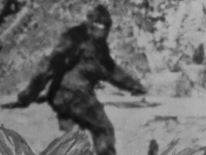 Imagen de 1967 de un supuesto avistamiento de un bigfoot en Eureka, California, considerada una falsificación. En vídeo, el supuesto avistamiento de Claudia Ackley.