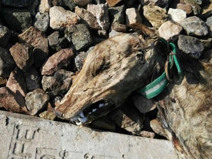 Un cadáver de uno de los 20 perros hallados en las vías de tren en Sevilla.