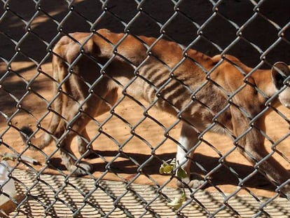 Los animales de un zoológico de Venezuela sufren desnutrición severa por la falta de comida