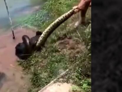 Dos hombres liberan a un perro atrapado por una anaconda