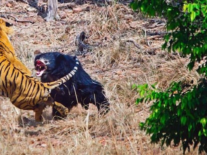 Un tigre y una osa se enfrentan en el Parque Nacional Tadoba, en la India.