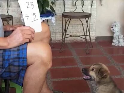 Bernie Reyes enseña a su perro Roscoe una operación matemática.