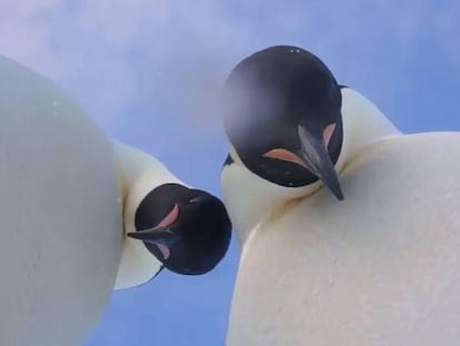 Instantánea del vídeo-selfie de los dos pingüinos emperador.