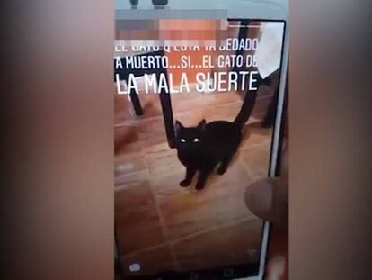 Secuencia del vídeo donde una mujer centrifuga a un gato y lo comparte en Instagram.