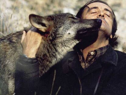 Foto: Félix Rodríguez de la Fuente abraza a un lobo durante el rodaje de la serie Fauna Ibérica / RTVE Vídeo: Tras las huellas de Félix Rodríguez de la Fuente / Carlos Spottorno