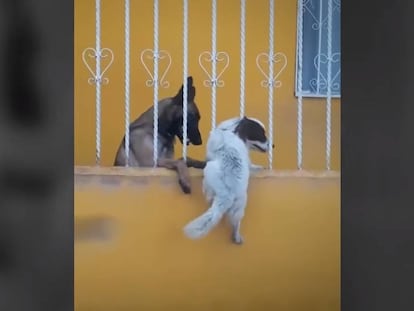 ‘Bunny’ ayuda a ‘Malik’ a cruzar una verja.