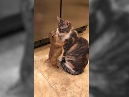 La gata Katrin y el perro de la pradera Otis, haciéndose carantoñas.