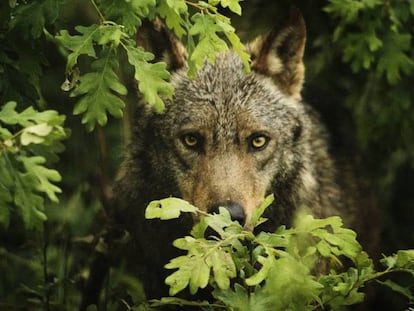 Un lobo ibérico ('Canis lupus signatus'), en Castilla y León.