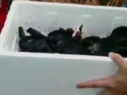 Los cachorros rescatados por el Seprona de la Guardia Civil de O Porriño.